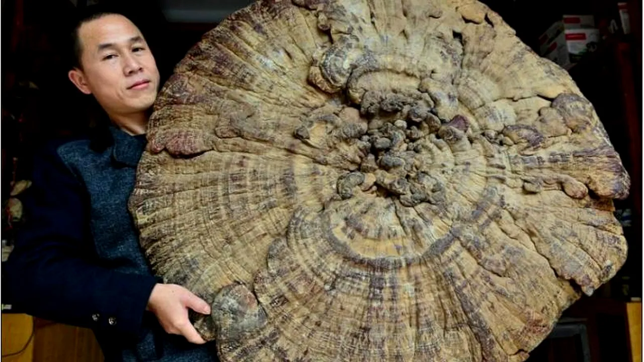 Această ciupercă uriașă valorează aproape 900 de dolari. Cum i se justifică prețul. GALERIE FOTO