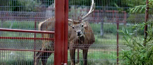 O parte din animalele lui Nuțu Cămătaru au fost duse la Grădina Zoologică Bucov