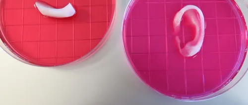 Pas important pentru medicina regenerativă: Organe și țesuturi ar putea fi imprimate 3D