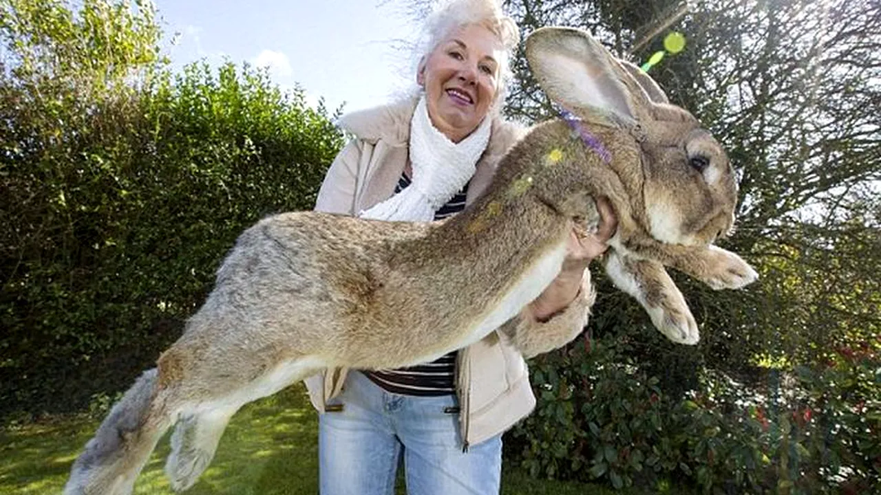 Darius, cel mai mare iepure din lume, ar putea fi detronat de puiul său, Jeff. FOTO