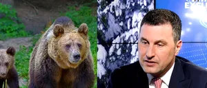 EXCLUSIV VIDEO | De ce nu au mai atacat urșii, deși a fost o iarnă blândă? Ministrul Mediului: ”Fără intervenție umană, lucrurile nu se vor rezolva”