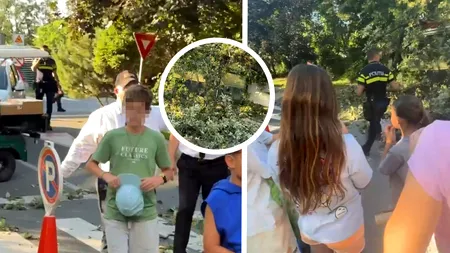 O familie a fost la un pas de tragedie. Un copac uriaș s-a prăbușit din senin pe aleile parcului unui ansamblu de lux din București