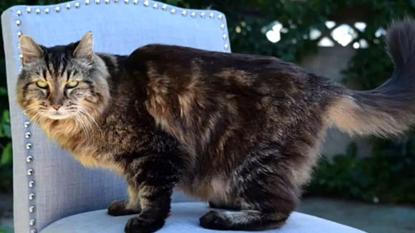 A murit singura „pisică primar din lume. Povestea lui Stubbs, motanul care bea apa dintr-un pahar de Margarita