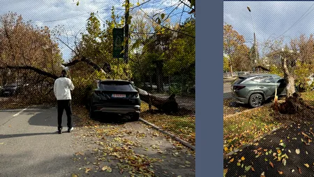 Un copac a căzut peste două mașini în zona de nord a Capitalei