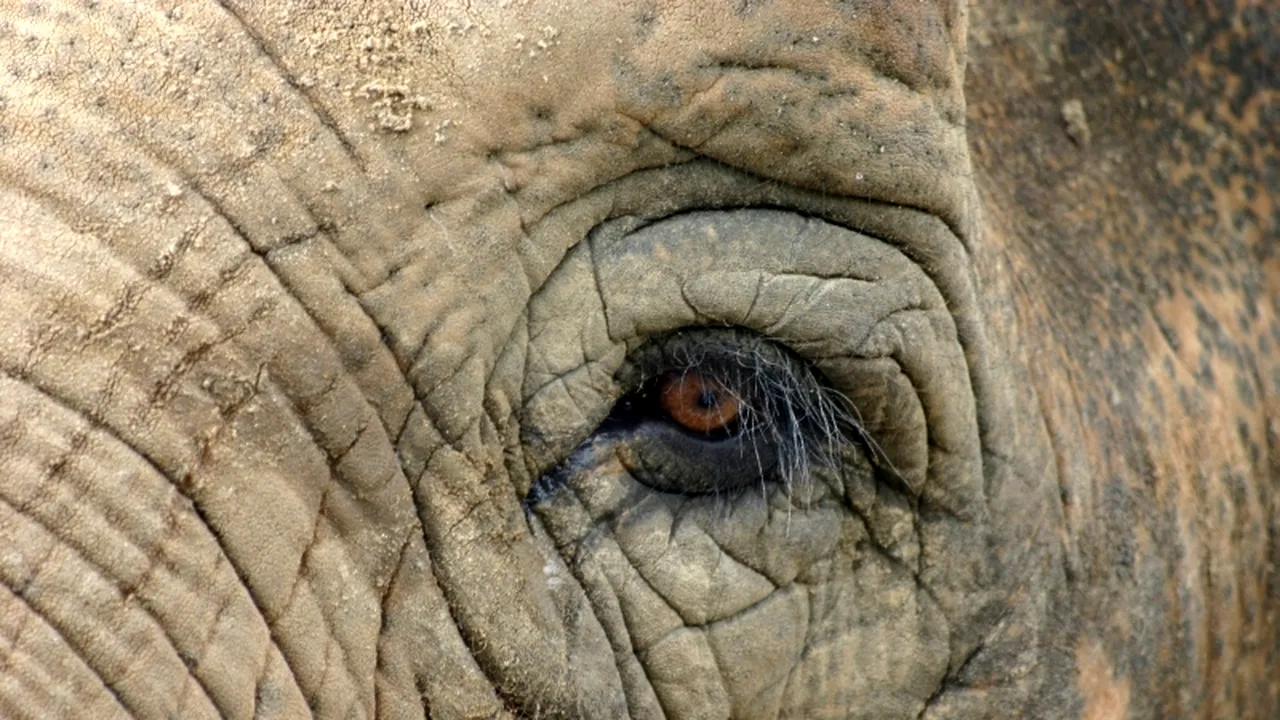 Nu există elefanți morți!