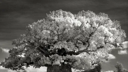 GALERIE FOTO: Cum arată cei mai vechi arbori din lume