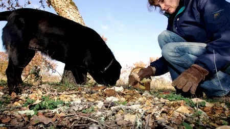 Alimentul care provoacă efecte euforice similare cu marijuana