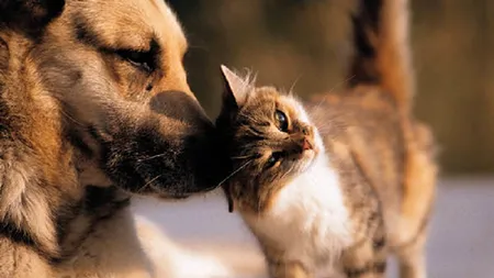 Noile norme sociale au dus la apariția unei întrebări controversate. Moartea unui animal de companie poate fi mai dureroasă decât pierderea unei persoane?