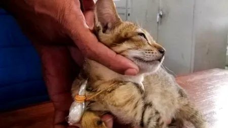 O pisică reținută pentru trafic de droguri a evadat dintr-o închisoare de maximă siguranță din Sri Lanka