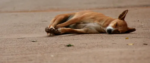 Drumarii din Sibiu au turnat asfalt peste un câine mort / Explicație ȘOCANTĂ dată de „Dorel” de la Drumuri și Poduri