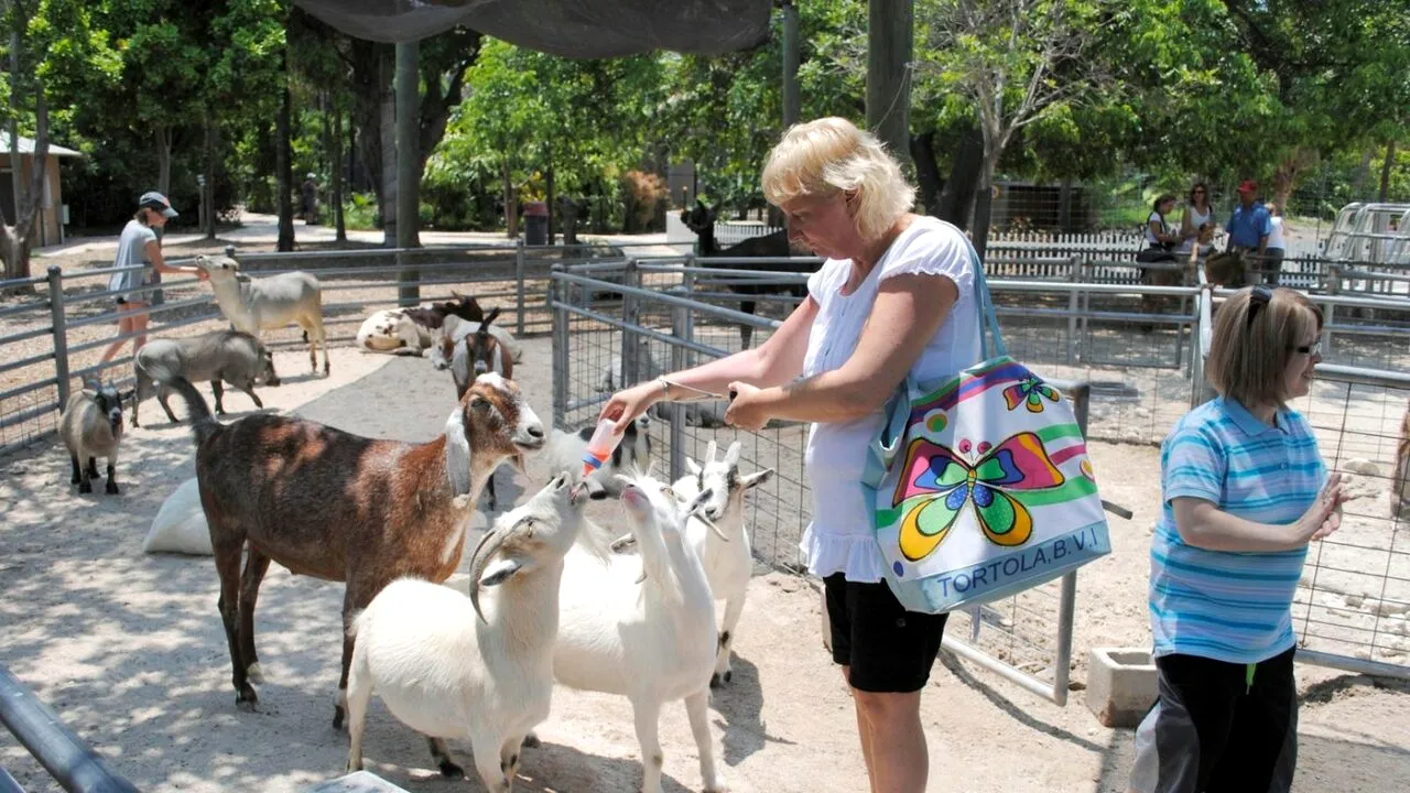 Primarul unui oraș aflat pe o insulă idilică oferă CAPRE gratuit localnicilor cu o condiție. Să le prindă singuri