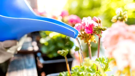 Care e TEMPERATURA ideală pentru apa cu care uzi florile. Trucul celor mai pricepuți grădinari