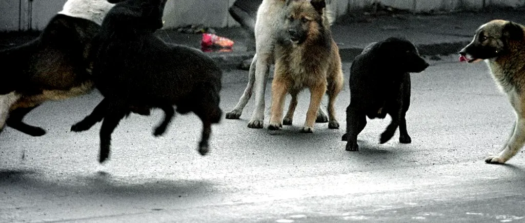 Zgonea spune că va solicita urgentarea dezbaterii proiectului de lege privind câinii fără stăpân 