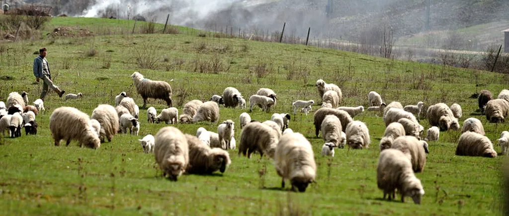 Un cioban din România exportă 100.000 de oi în China