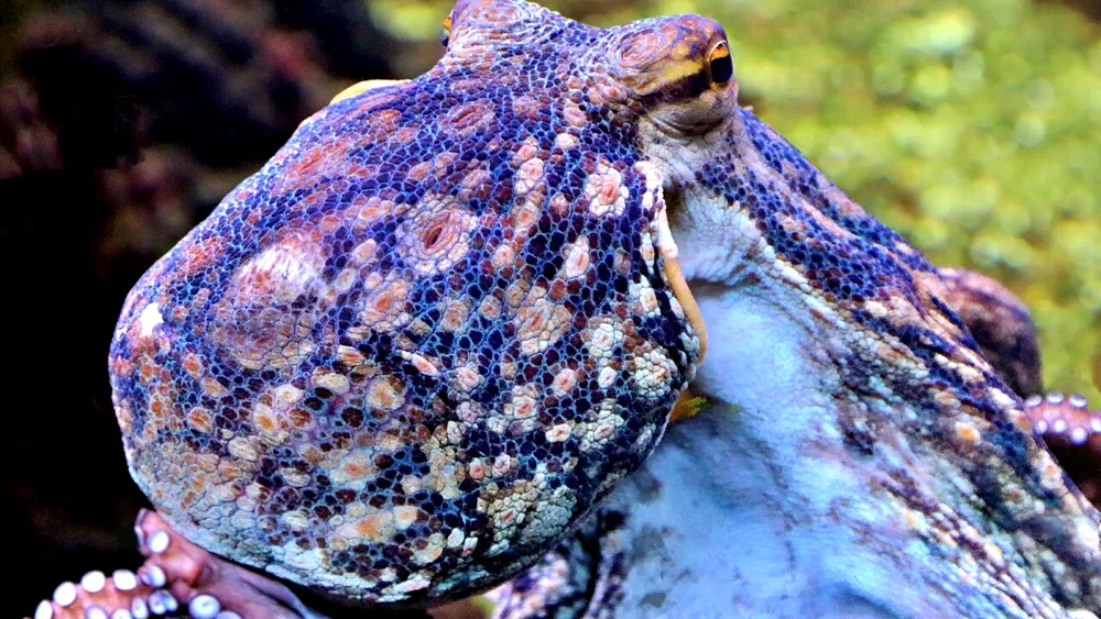 Gest inconștient al unui turist aflat în vacanță în Filipine. A ținut în mână una dintre cele mai veninoase creaturi de pe Pământ