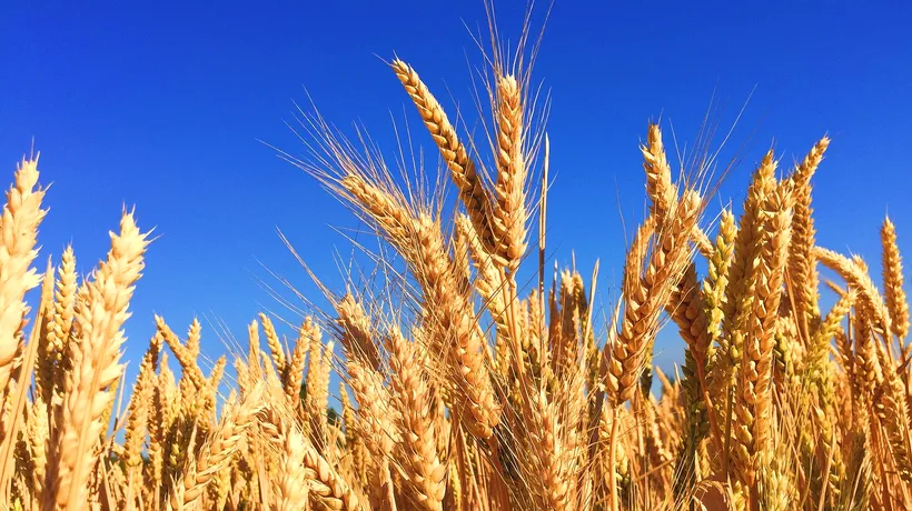 Vești bune cu privire la exporturile de grâu / Strategie Grains: „UE funcționează ca grânarul lumii în acest sezon