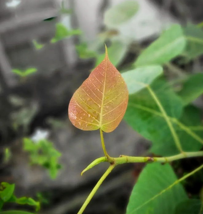 Frunză Peepal / Sursa foto: Instagram