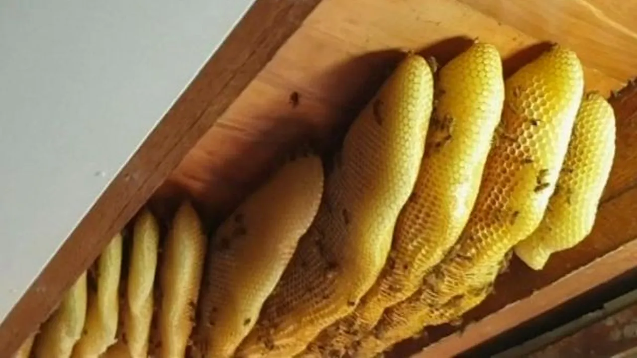 60.000 de albine au fost îndepărtate de pe tavanul unei case. Proprietara locuinței a trăit cu roiul aproape un an de zile: Nu m-au deranjat - VIDEO