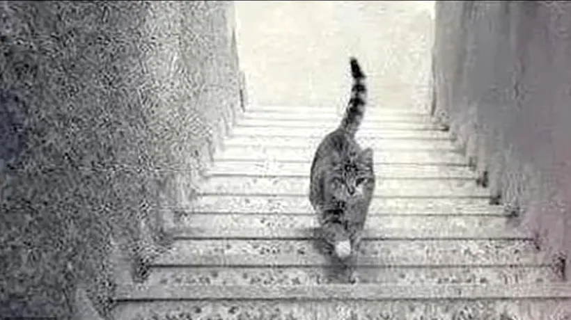 Test | Pisica de pe scări, iluzia care a înnebunit internetul. Felina urcă sau coboară treptele?