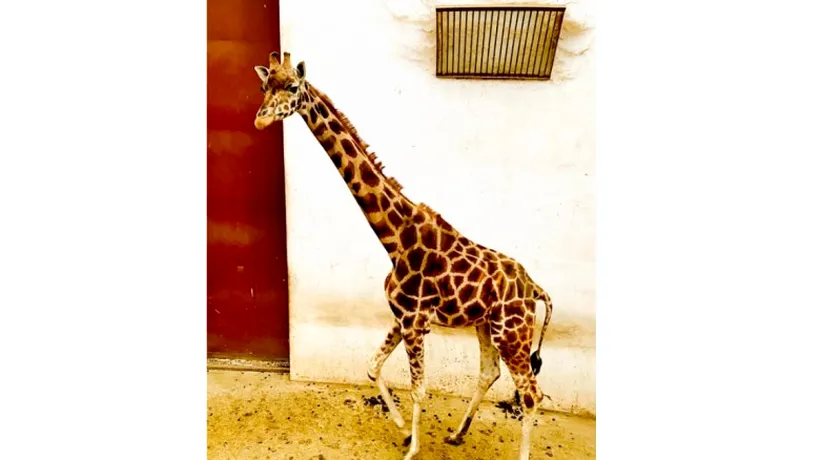 A murit singura girafă care mai putea fi văzută la o grădină zoologică din România! „Gina” s-a înecat cu propriul suc gastric