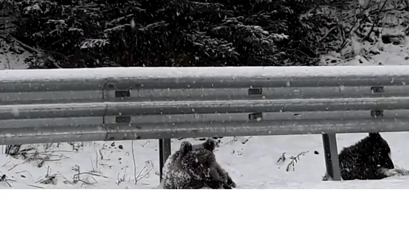 VIDEO Doi pui de urs, surprinși jucându-se la marginea unui drum din Vrancea. Asociație: Exista riscul sa ne trezim cu ei accidentați de vreo mașină 
