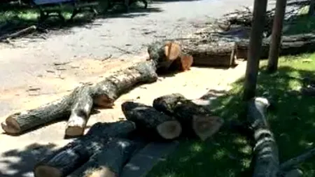 70 de arbori de pe Kiseleff, tăiați de Primărie. Care este explicația autorităților