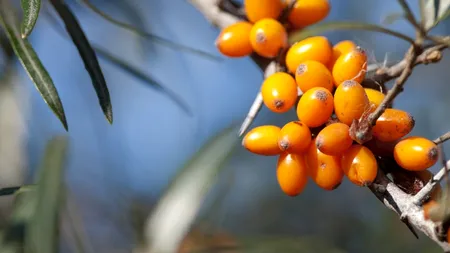 Cinci proprietăți miraculoase ale cătinei