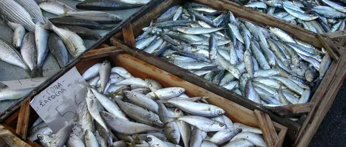 Lista speciilor de pești cu un conținut ridicat de MERCUR. Este un pericol uriaș pentru sănătate