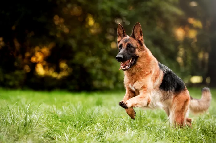Ciobănescul german. Sursa Foto- Shutterstock 