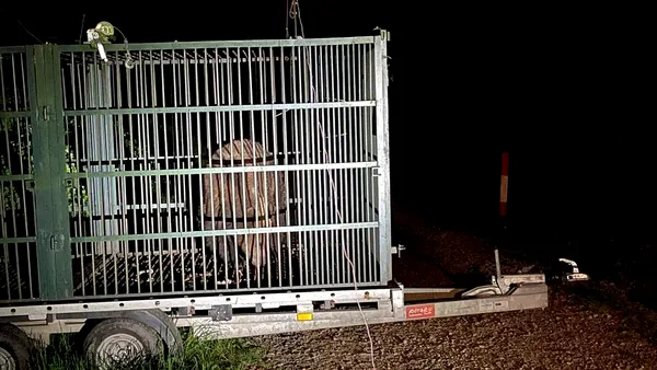 Autoritățile din Brașov au capturat un urs care intra frecvent în zonele locuite. Animalul, relocat anterior, a fost eutanasiat