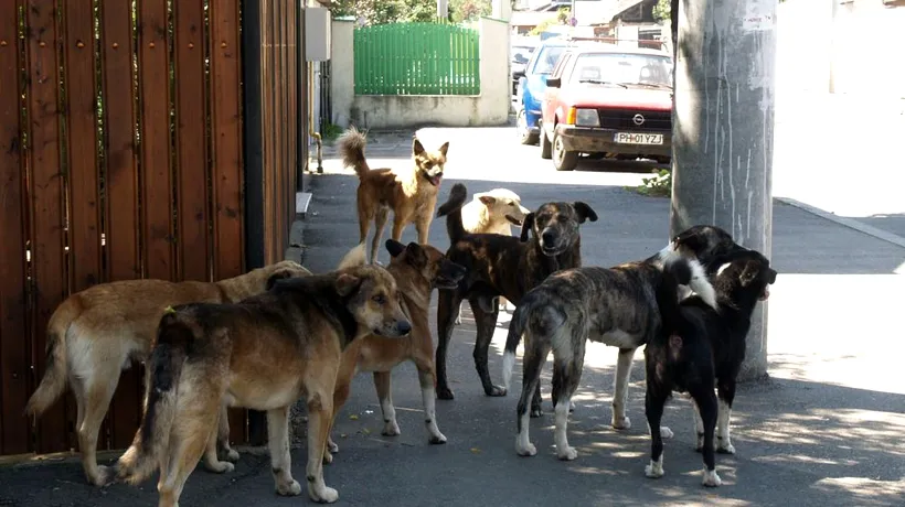 La un pas de tragedie: o femeie a fost ATACATĂ de câini maidanezi, în drum spre serviciu