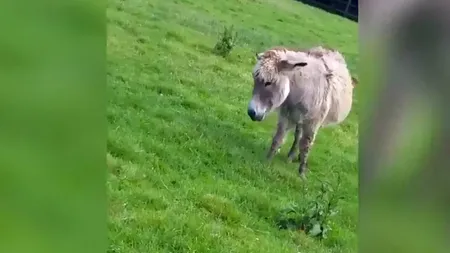 Bimbo, un măgar „pensionat