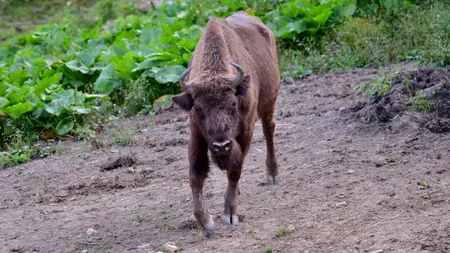 Un pui de zimbru, salvat dintr-o capcană pusă de braconieri. Jandarmii, sesizați de un ranger al Parcului Național Valea Cernei