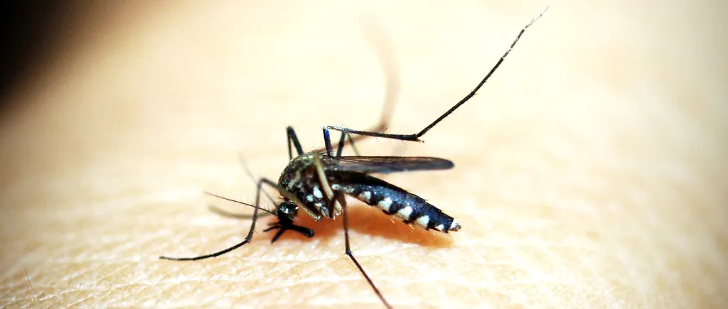Malaria şi decesele cauzate de această boală ar putea fi reduse cu 70% (STUDIU)