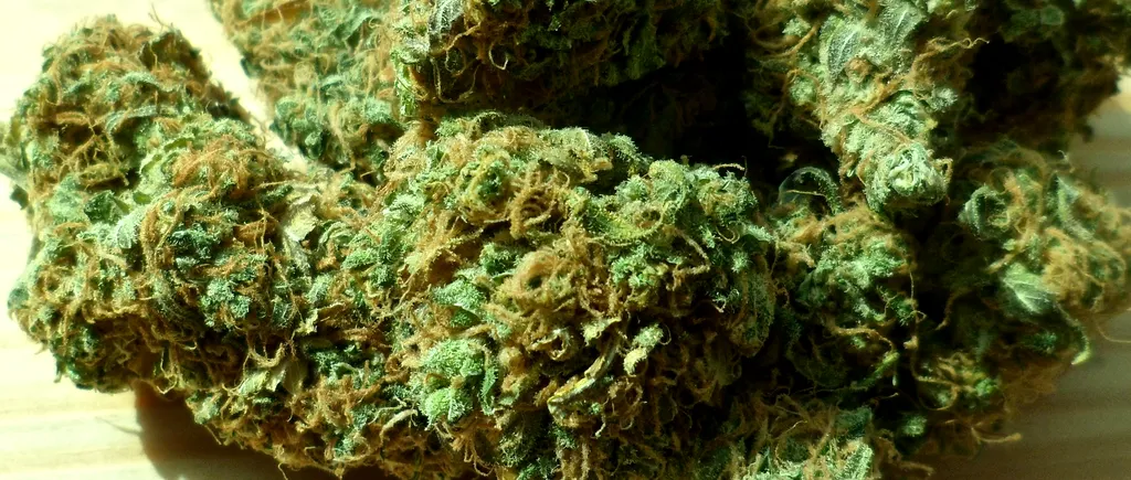 Tineri care mergeau cu zece kilograme de droguri, în mare parte cannabis, la Neversea, arestați 