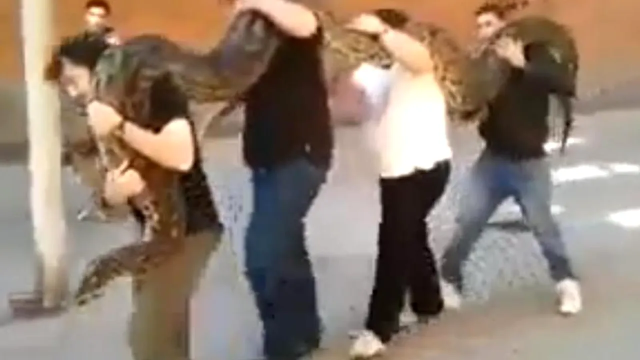 VIDEO: Patru bărbați din Spania au scos la plimbare în parc un piton de cinci metri