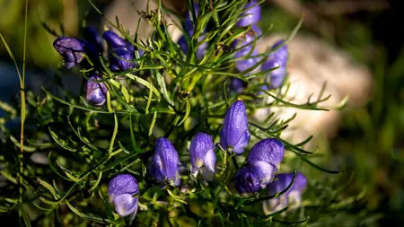 Planta ucigătoare care seamănă extrem de bine cu pătrunjelul, unde o găsim