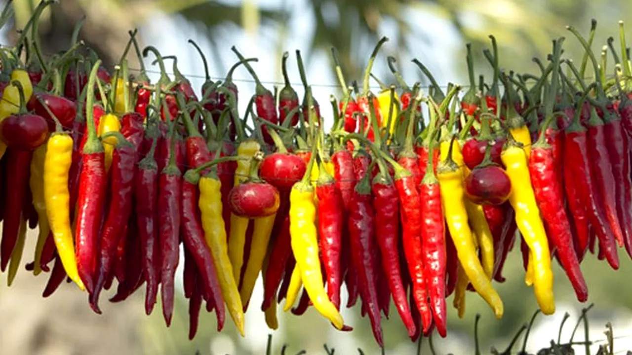 Efectele ardeiului iute în dietă și medicină