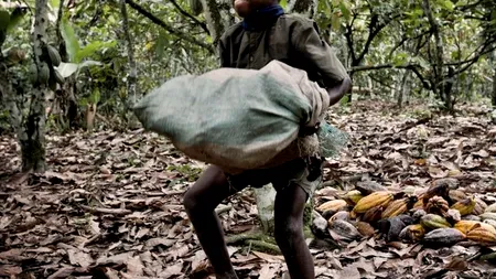 Modul inuman prin care giganții din industria alimentară își procură materia primă. ''Este ca și cum ar fi mâncat carnea de pe noi''