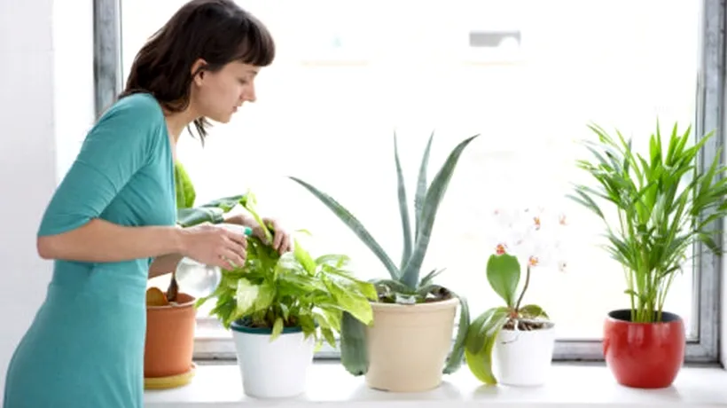 Șapte plante care curăță aerul din locuințe
