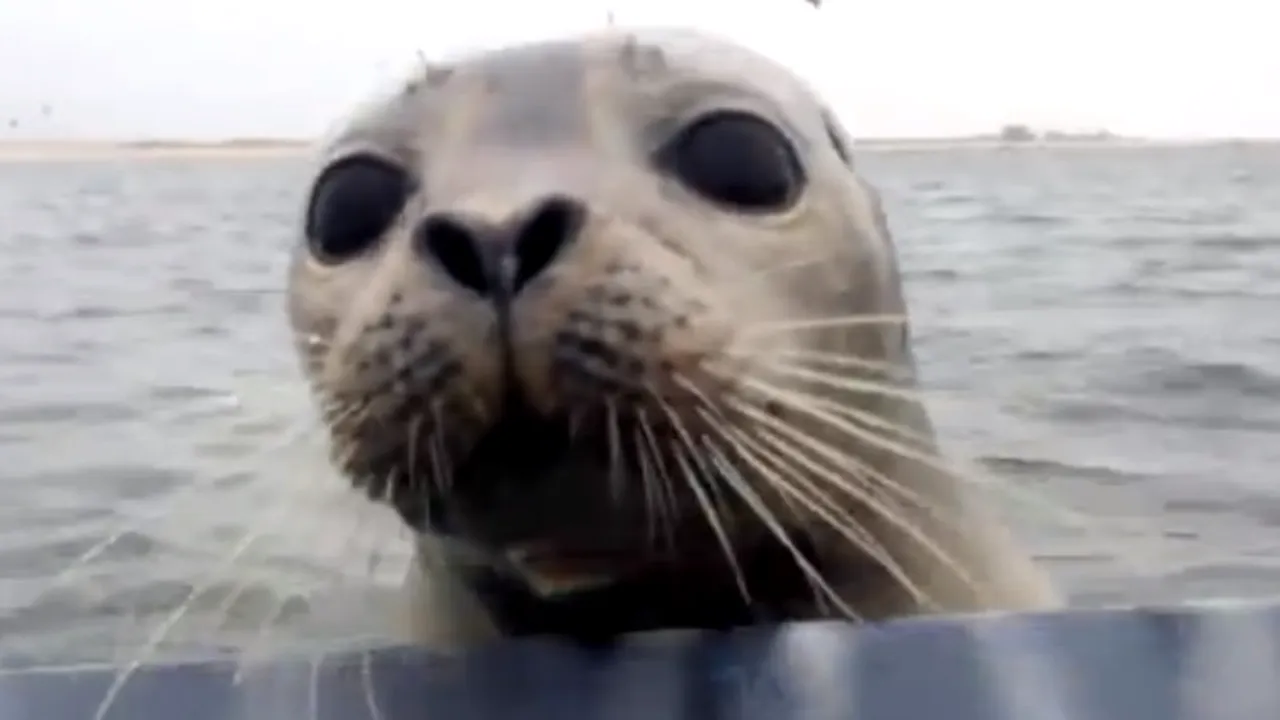 Foca neînfricată. Cum i-a surprins aceasta pe niște vânători de rațe. VIDEO