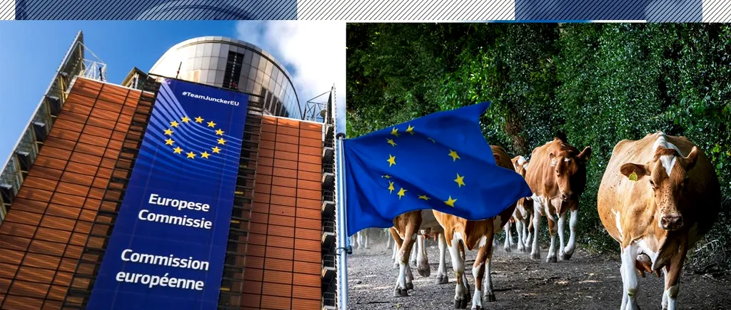 România solicită Comisiei Europene permisiunea de a importa animale de reproducție. Numărul vacilor, oilor, caprelor și porcilor scade an de an