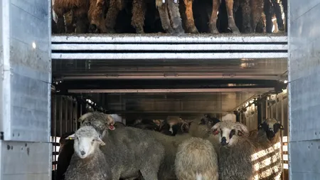 Epava plină cu oi moarte din Portul Midia va fi scoasă la mal în 35 de zile