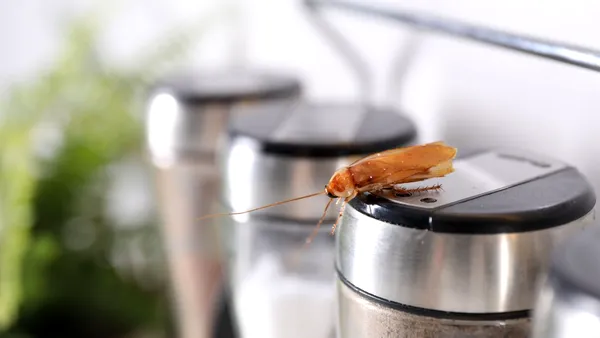 Orașul britanic invadat de „gândaci mutanți”. Insectele s-au „cazat” inclusiv în prize și routerele Wi-Fi