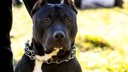 Bărbat din Galați, UCIS de câinele familiei. Animalul a mușcat-o și pe nepoata victimei