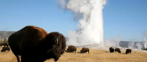 Bizonii din parcul Yellowstone ar putea simți o eventuală erupție a vulcanului