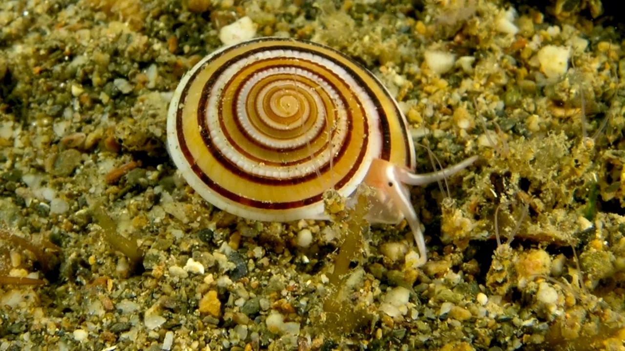 Veninul melcilor marini, un analgezic puternic și promițător - studiu
