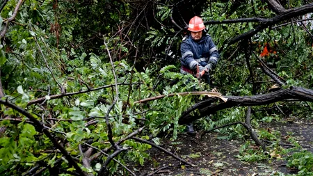 Suceava: Două persoane au murit după ce un copac rupt de vânt a căzut peste ele