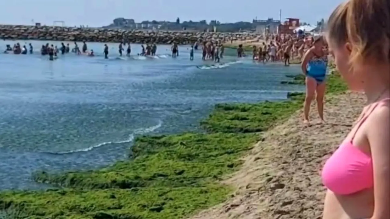 Turiștii sunt nemulțumiți de marea de ALGE de pe litoralul românesc. Oamenii fac slalom printre ele, ca să intre sau să iasă din apă