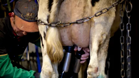 Anunțul ANSVSA privind laptele aflat la vânzare pe piața din România